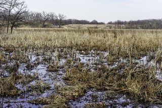 Prairie marsh in springtime, Moraine Hills State Park (formed by glaciers) in Lake County, Illinois, USA.jpeg